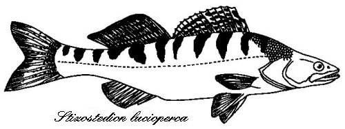 LUCIOPERCA